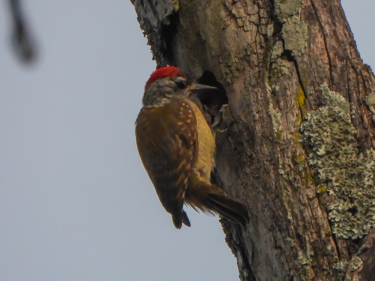 Speckle-breasted Woodpecker - ML462990681