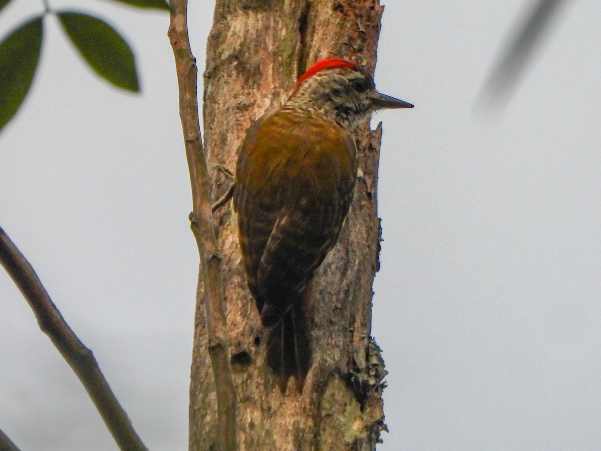 Speckle-breasted Woodpecker - Thomas Schultz