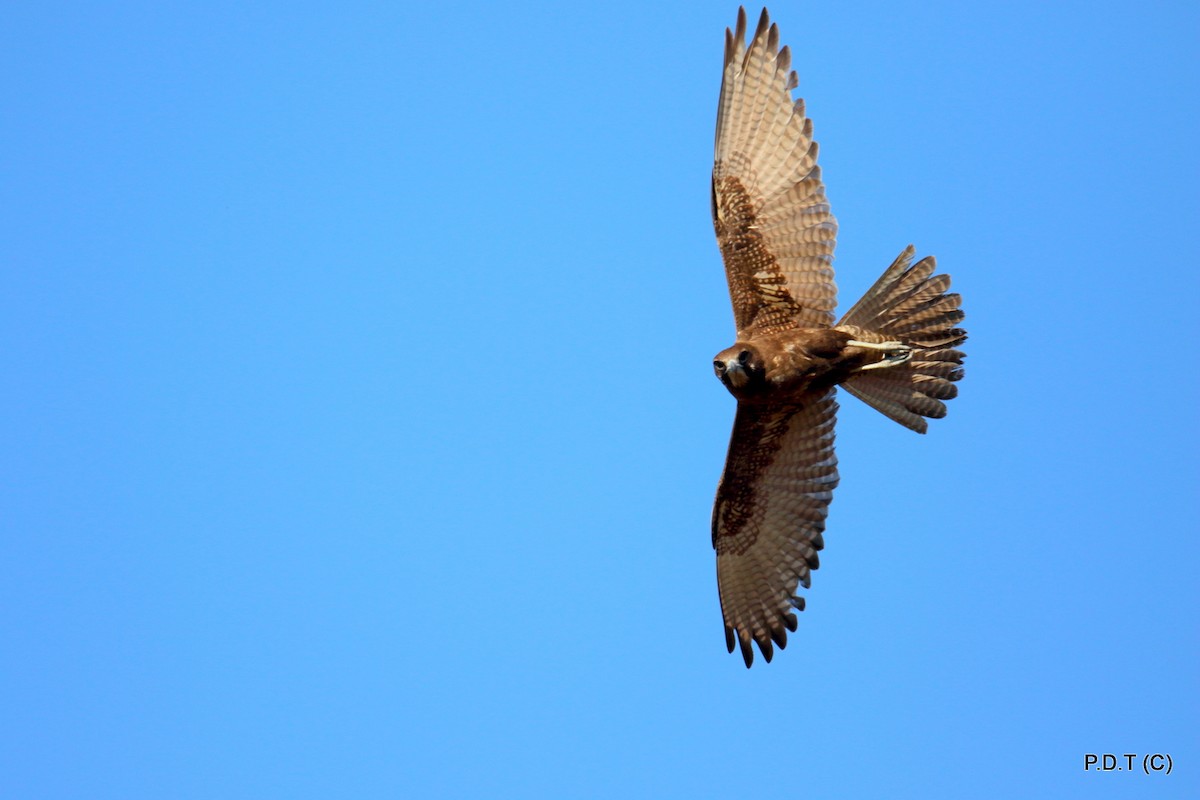 Brown Falcon - Paul Turner