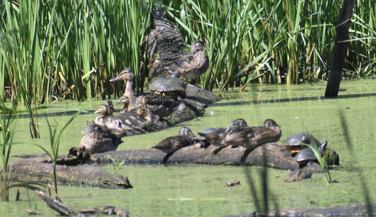 eBird Checklist 27 Jun 2022 Wood Dale Grove Forest Preserve 16