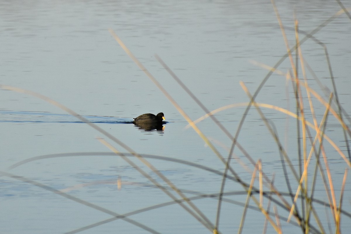 Red-fronted Coot - ML463011371
