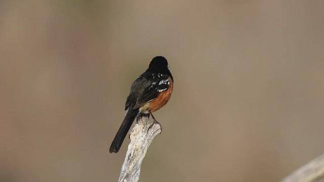 Spotted Towhee - ML463012721