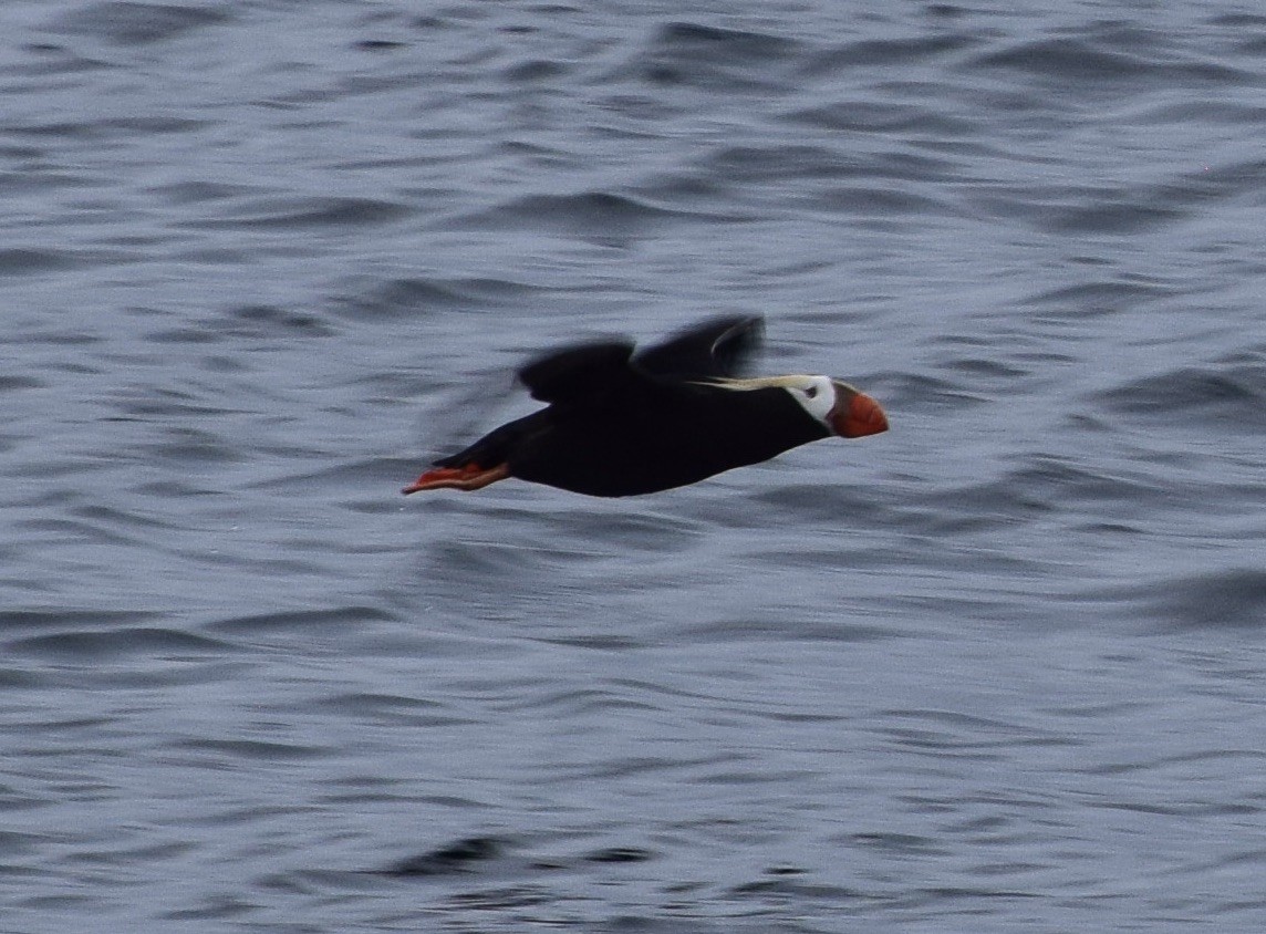 Tufted Puffin - ML463014021
