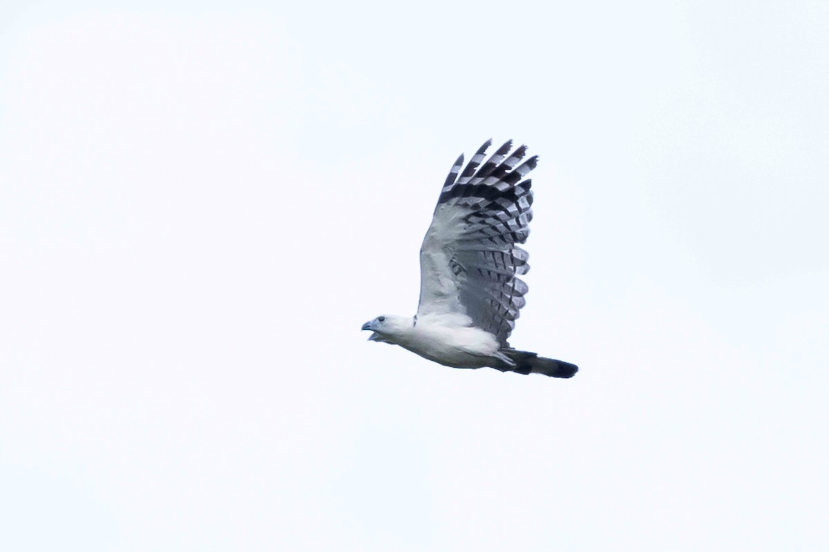 White-collared Kite - ML463015341