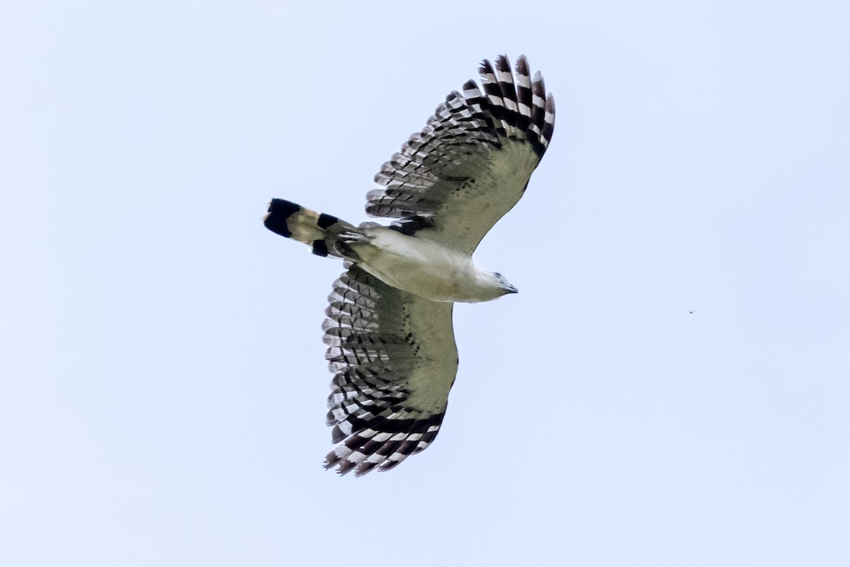 White-collared Kite - ML463015571