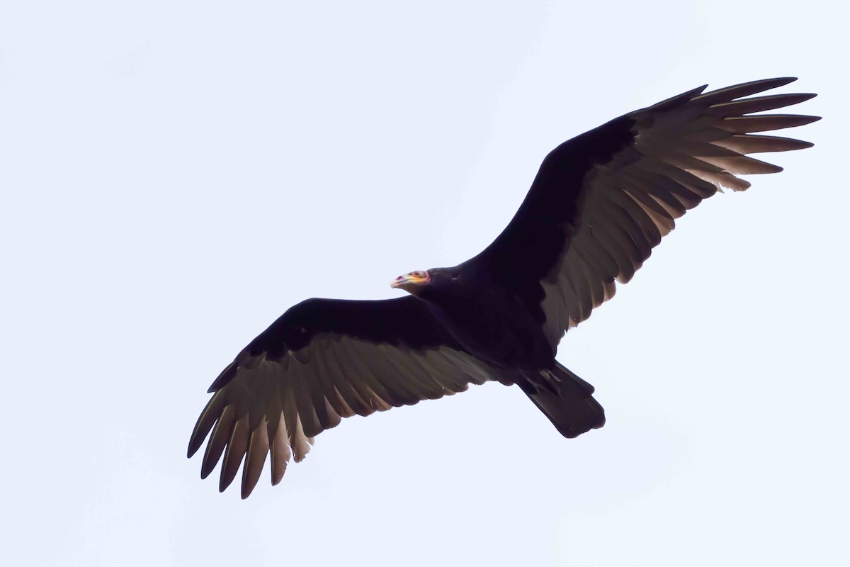Lesser Yellow-headed Vulture - ML463016031
