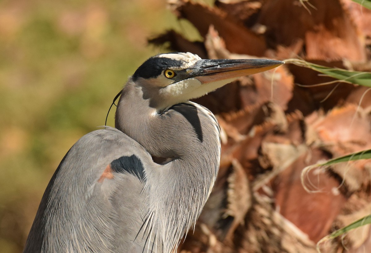 Great Blue Heron (Great Blue) - Ryan O'Donnell