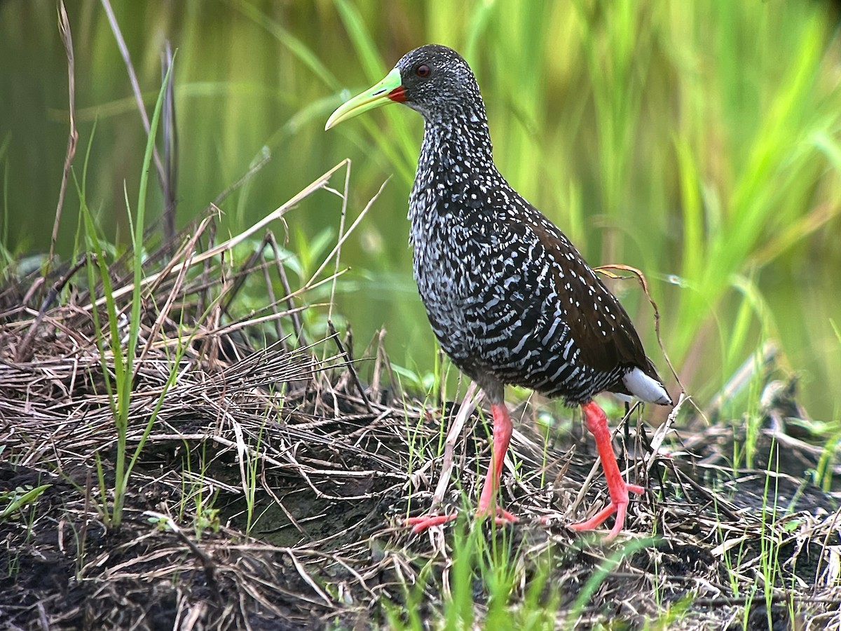 Spotted Rail - ML463019661