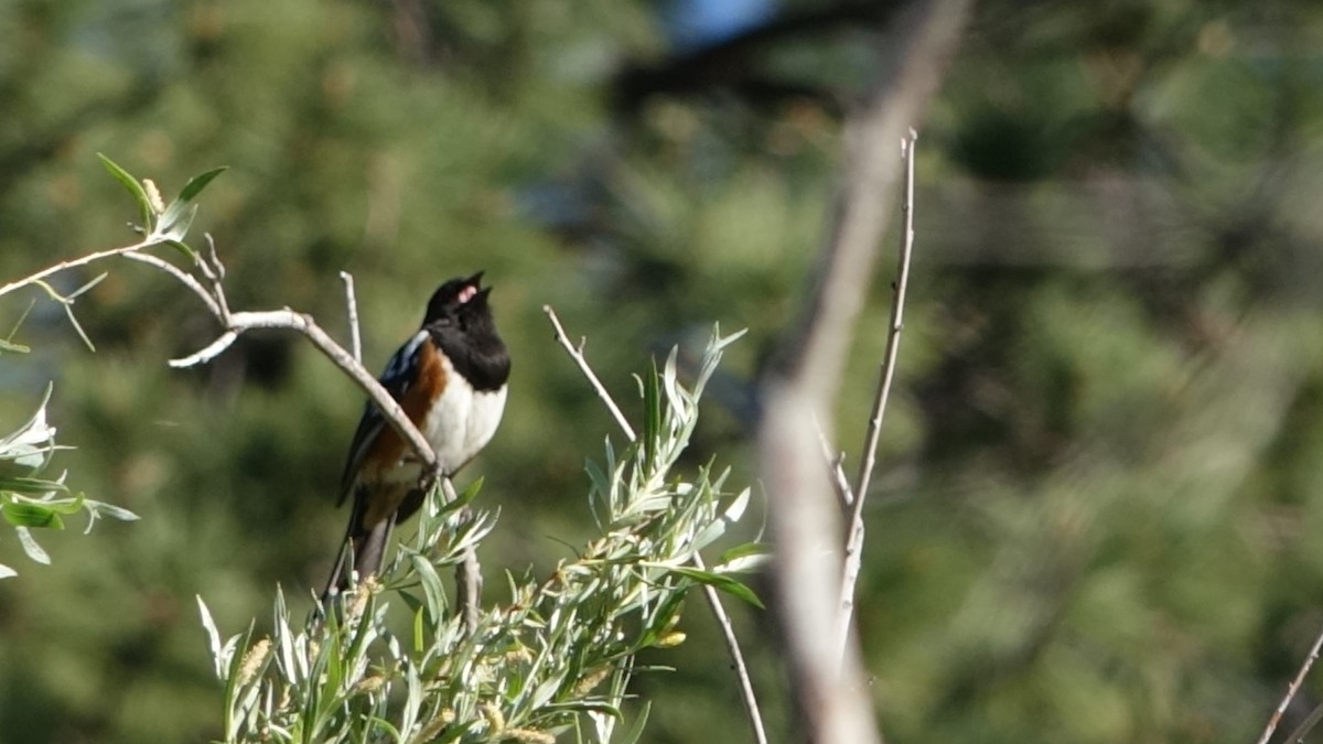Spotted Towhee - ML463021261