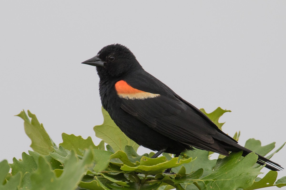 Red-winged Blackbird - John Jackson