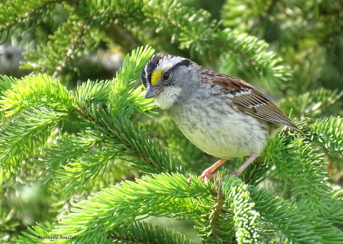 White-throated Sparrow - ML463026021