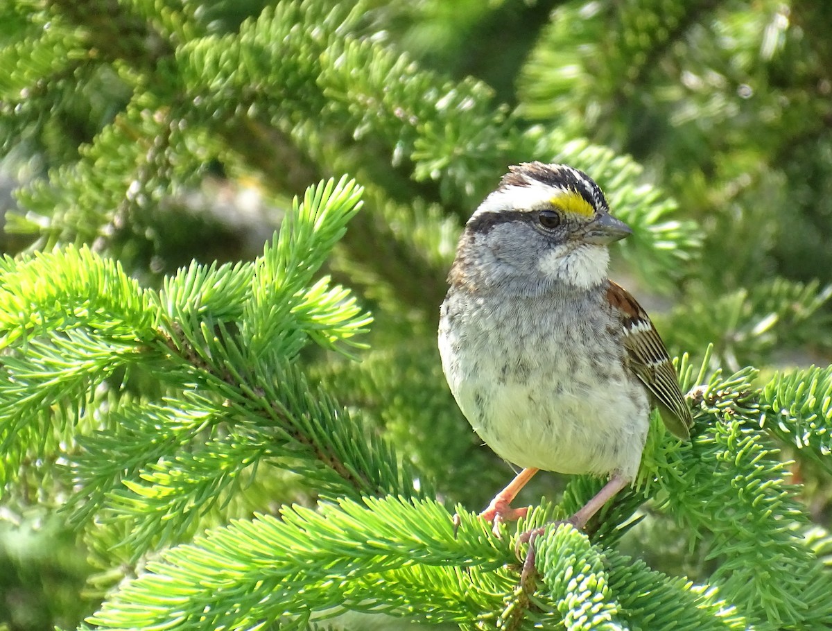 White-throated Sparrow - ML463026091