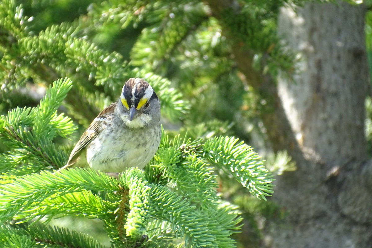 White-throated Sparrow - ML463026131
