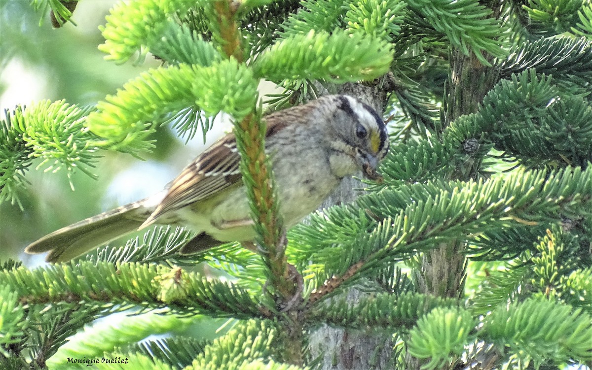 White-throated Sparrow - ML463026151
