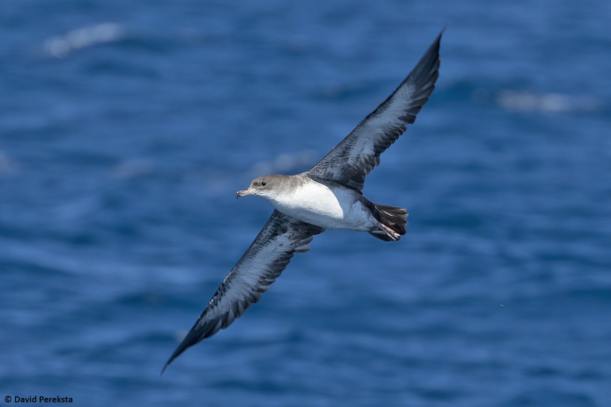 Pink-footed Shearwater - ML463034981