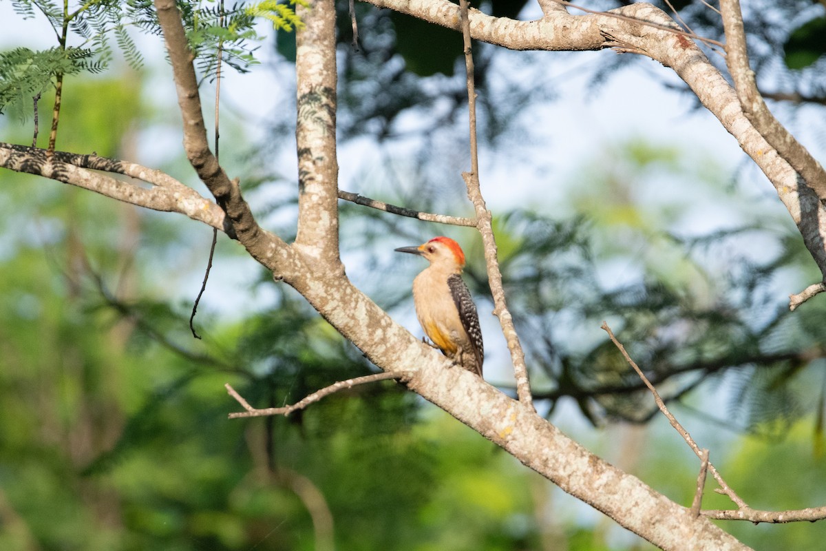 Golden-fronted Woodpecker - ML463035011