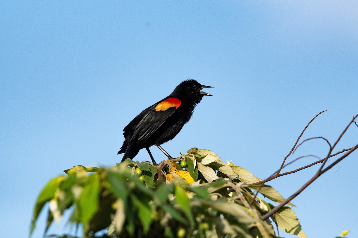 Red-winged Blackbird - ML463035131
