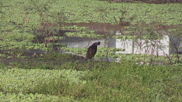 Limpkin (Brown-backed) - ML463041931