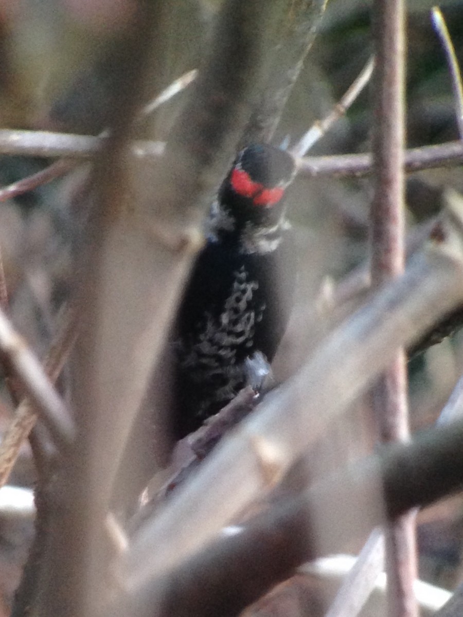 Hairy Woodpecker (Pacific) - ML46304351