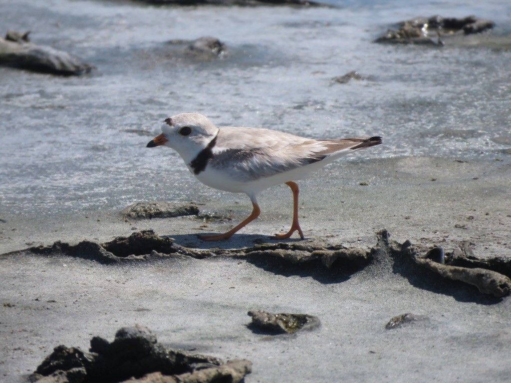 Piping Plover - ML463050131