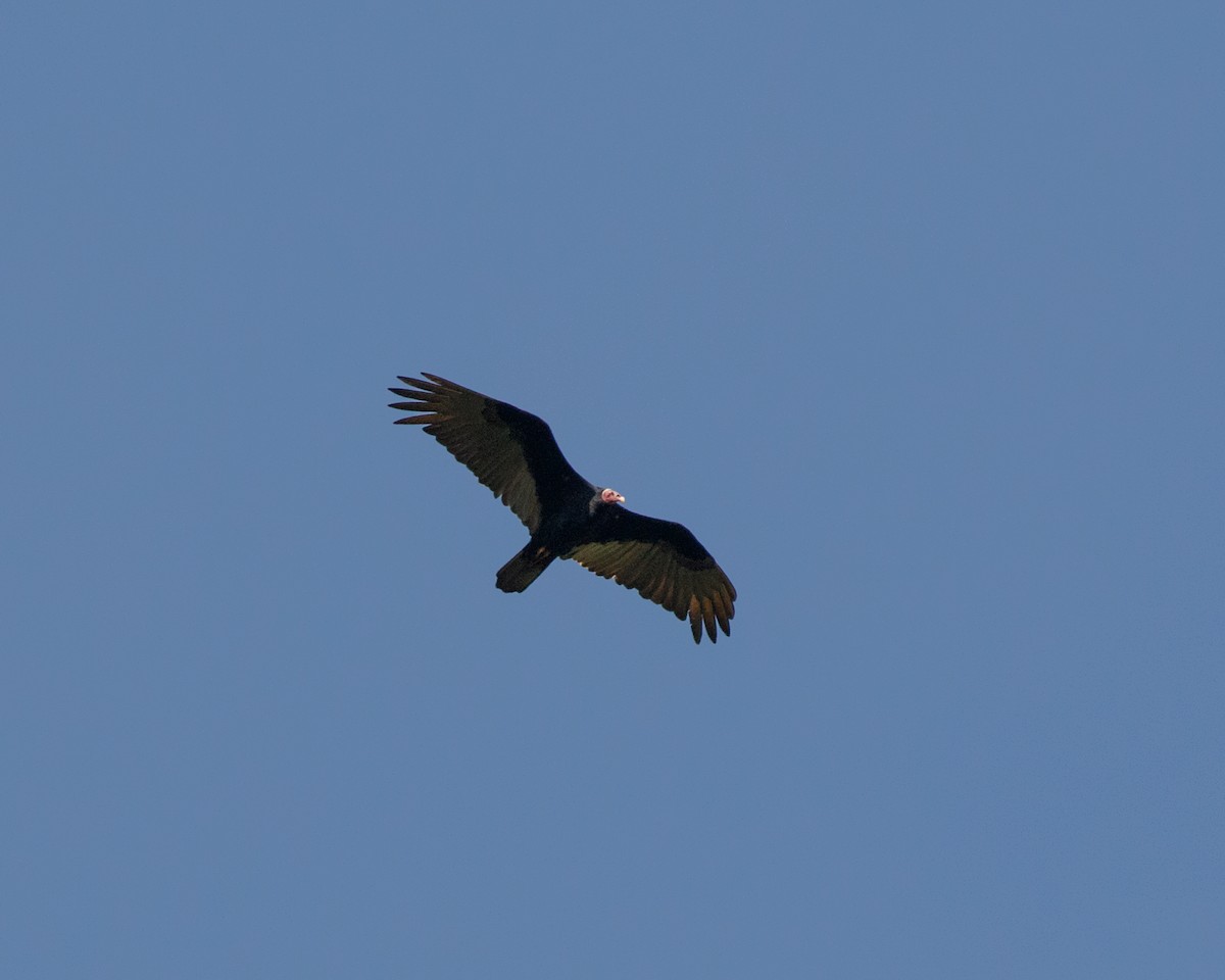 Turkey Vulture (Tropical) - ML463053101