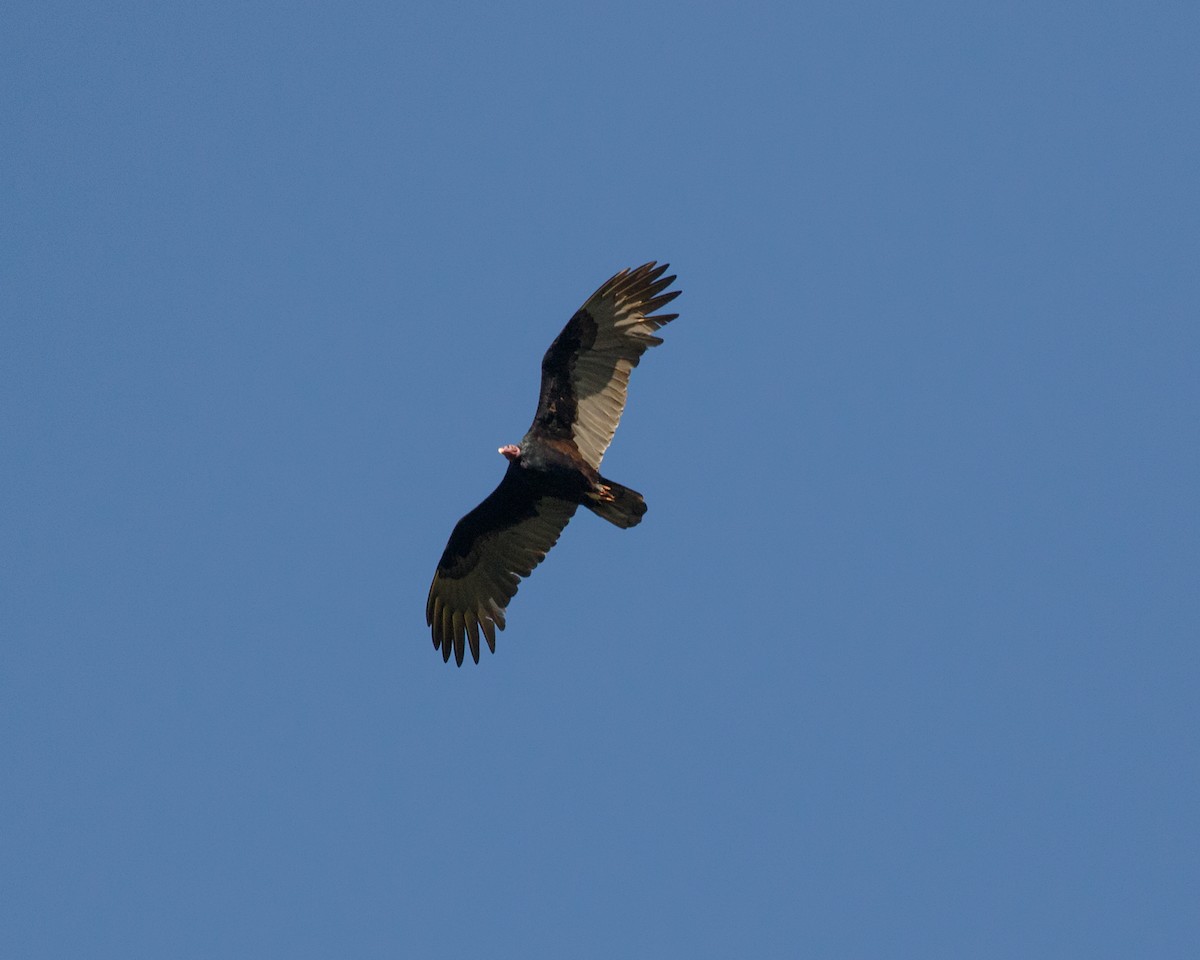 Turkey Vulture (Tropical) - ML463053141