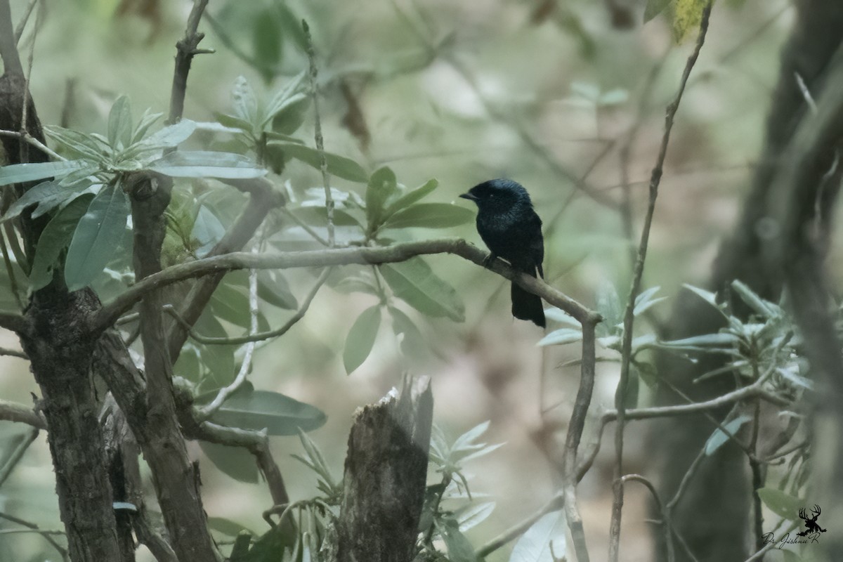 Lesser Racket-tailed Drongo - ML463053971