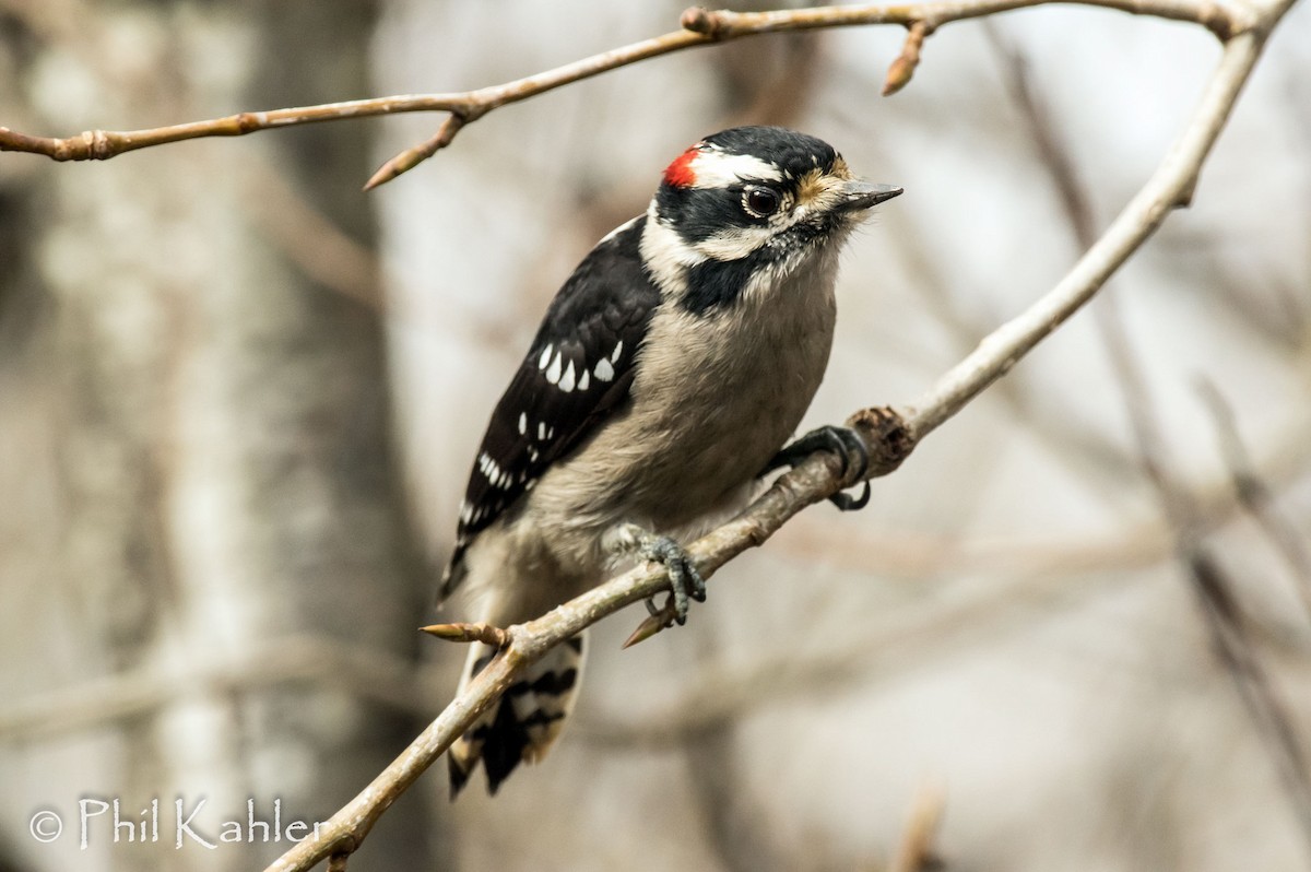 Downy Woodpecker - Phil Kahler
