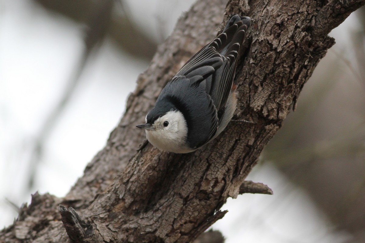 White-breasted Nuthatch (Interior West) - ML46306311