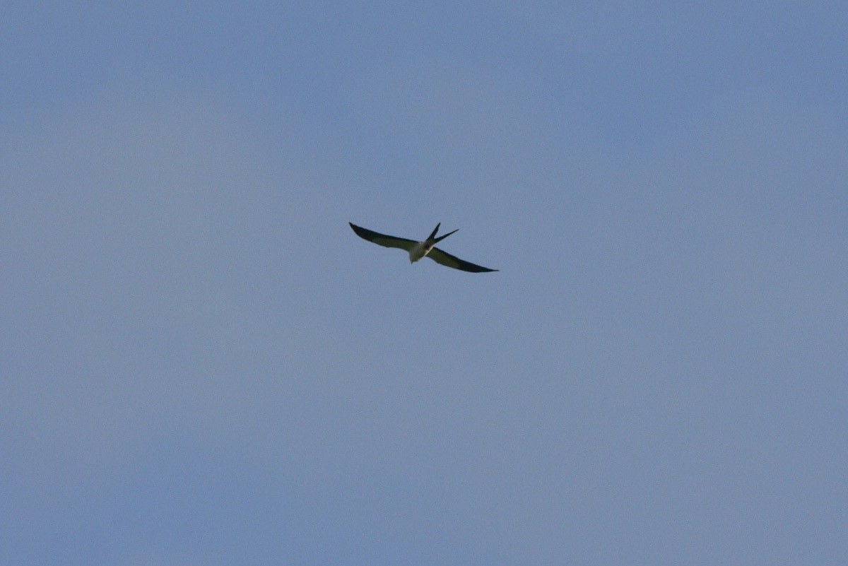 Swallow-tailed Kite - Michael Todd