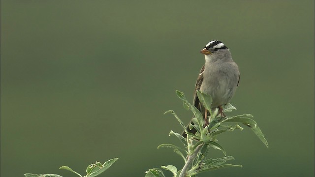White-crowned Sparrow - ML463068