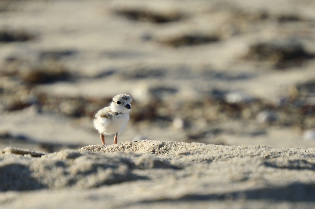 Piping Plover - ML463068991