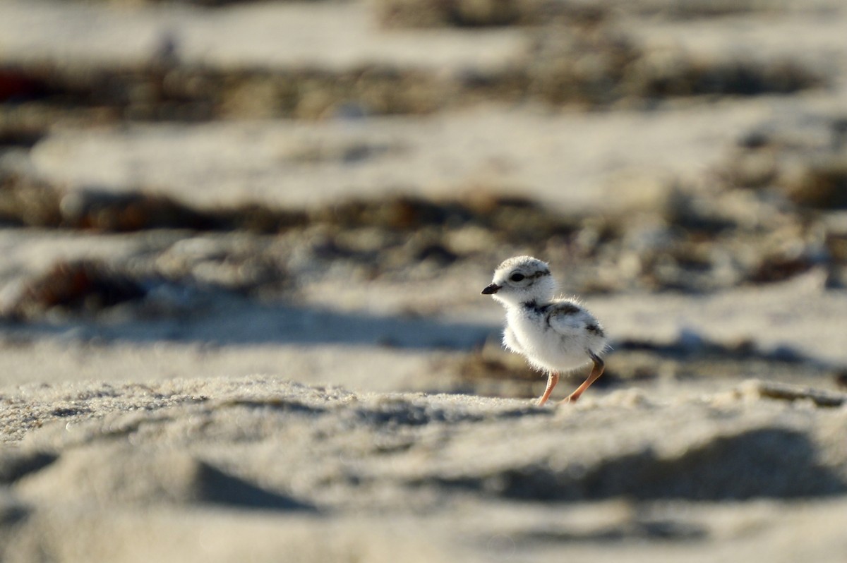 Piping Plover - ML463069021