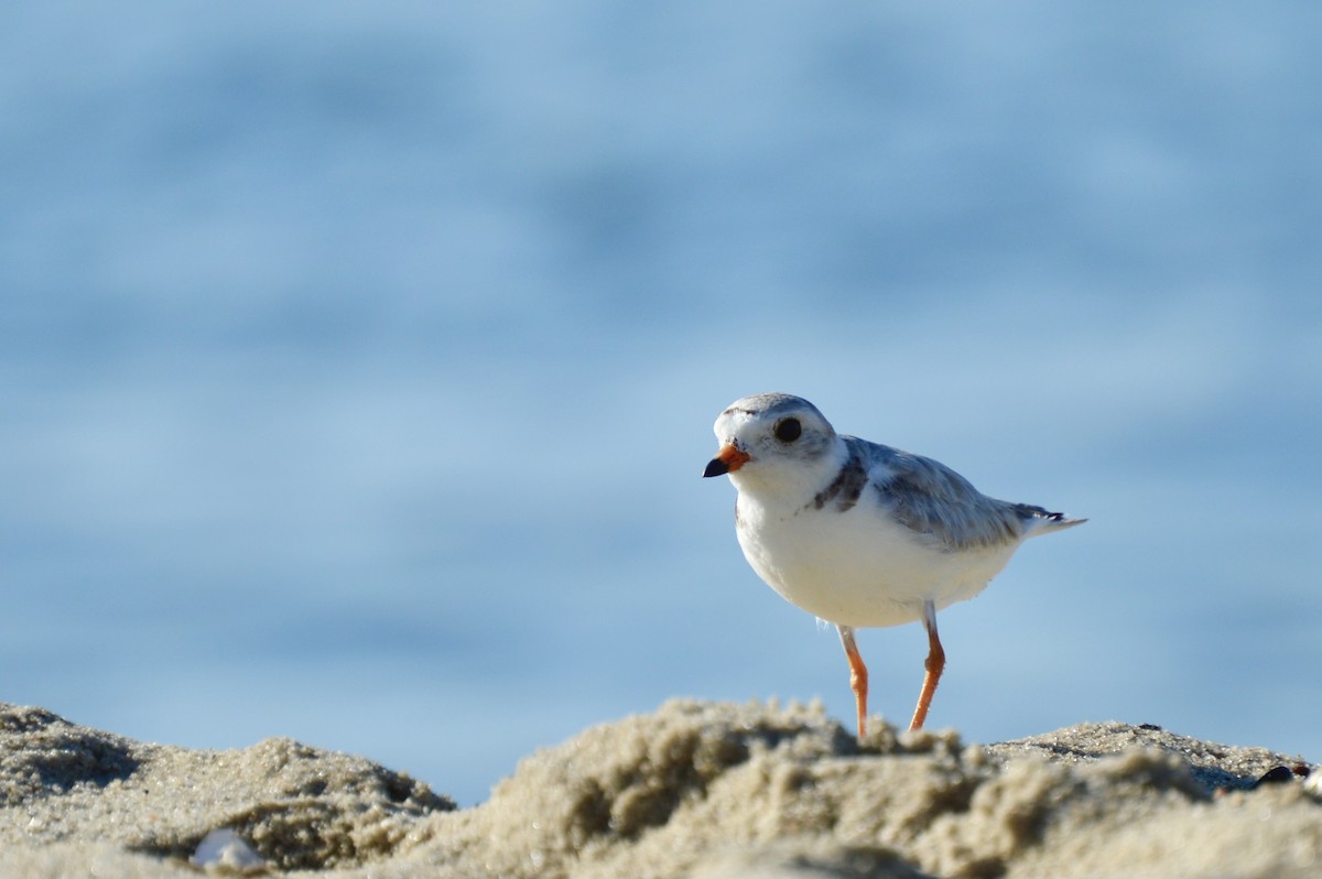 Piping Plover - ML463069031