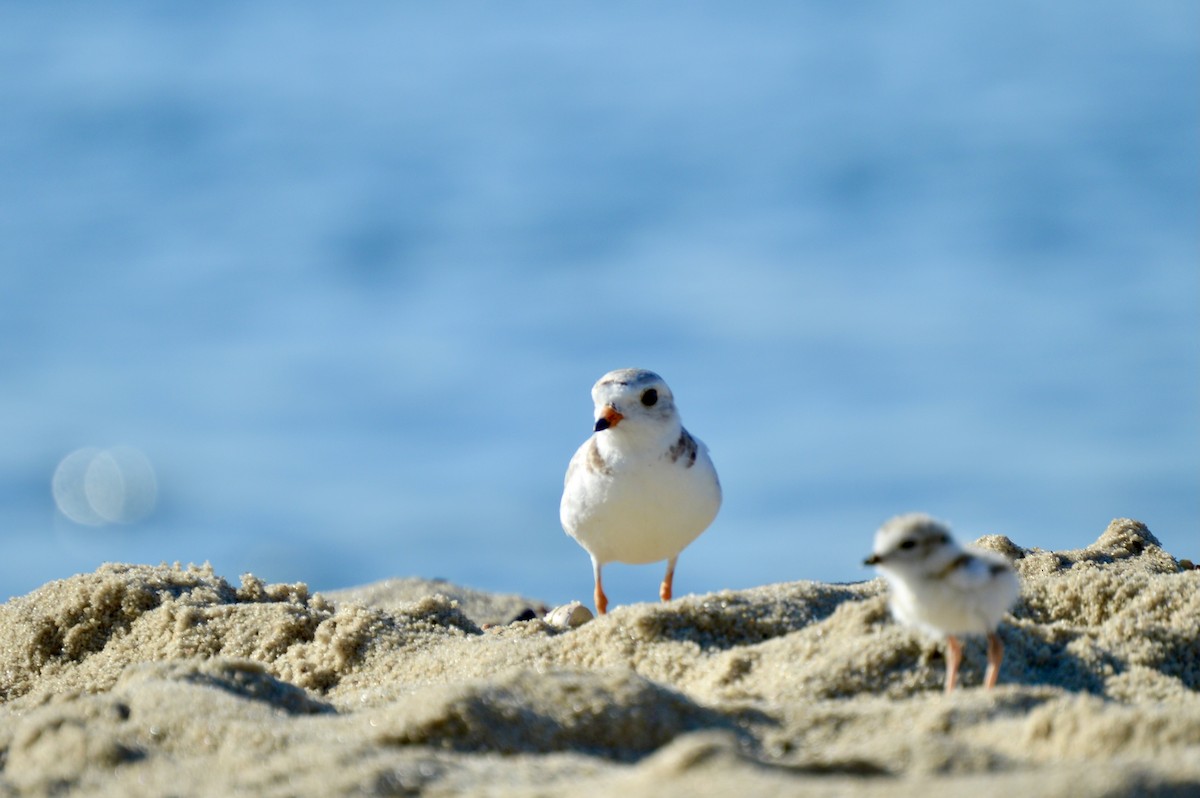 Piping Plover - ML463069051