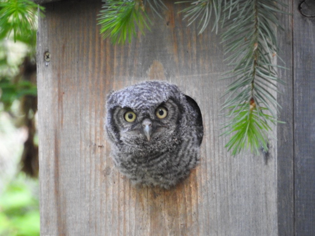Western Screech-Owl - Kim Liebich ☀️🦤