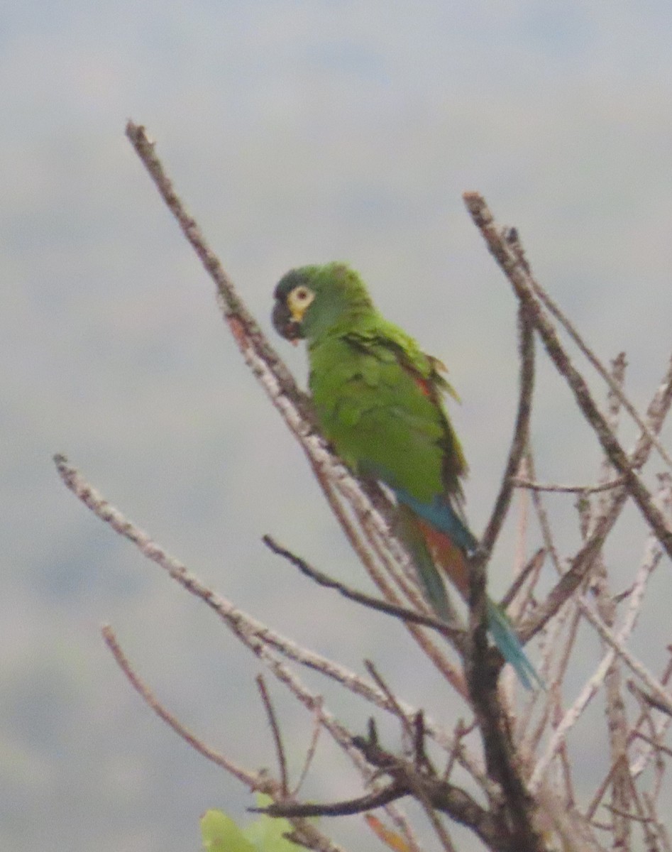Blue-winged Macaw - ML463070221