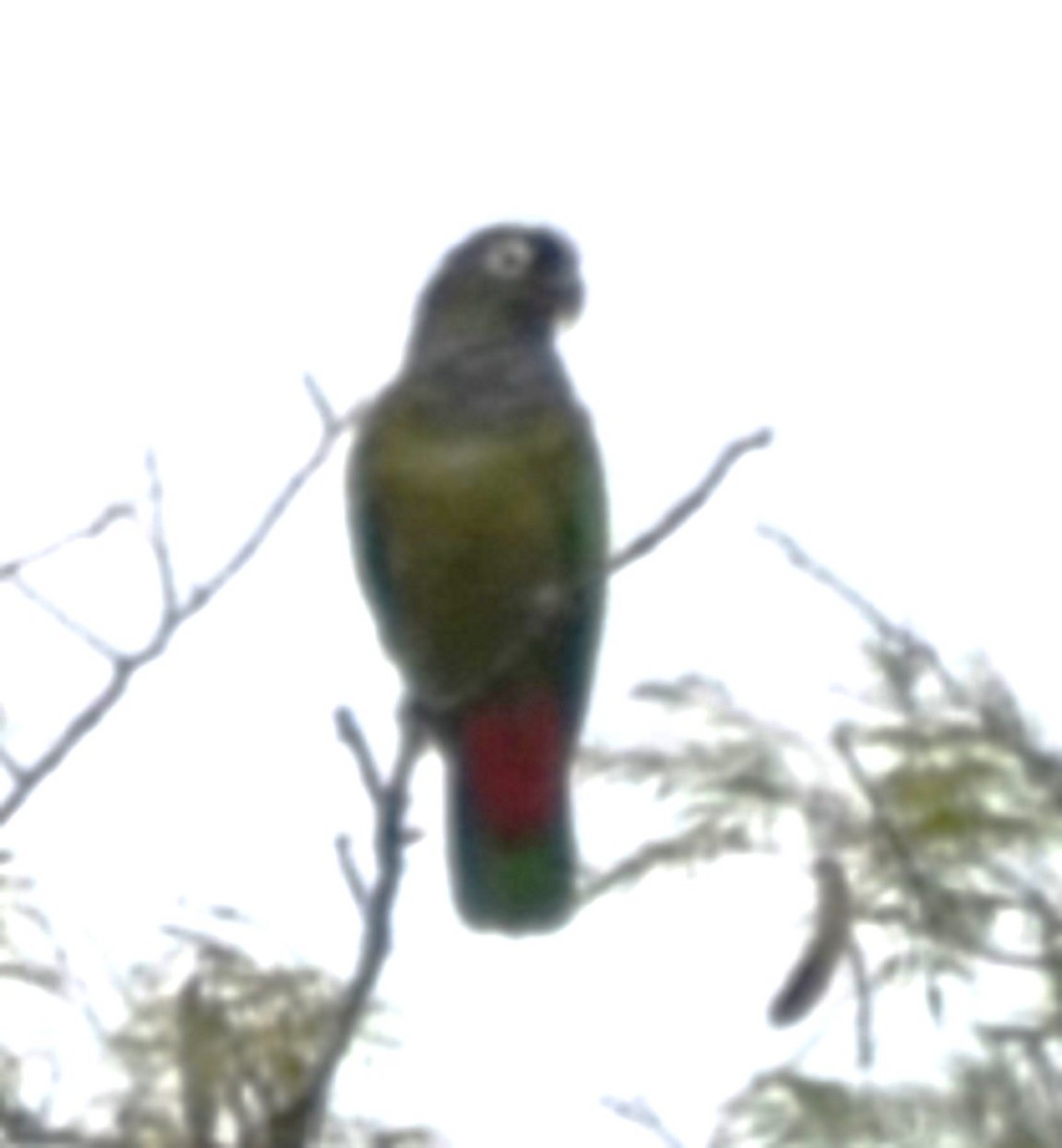 Папуга-червоногуз зеленощокий - ML463071641