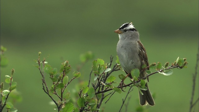 White-crowned Sparrow - ML463072