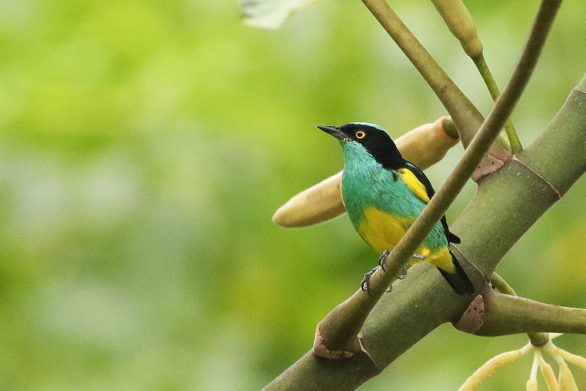 Black-faced Dacnis (Yellow-tufted) - ML463072811