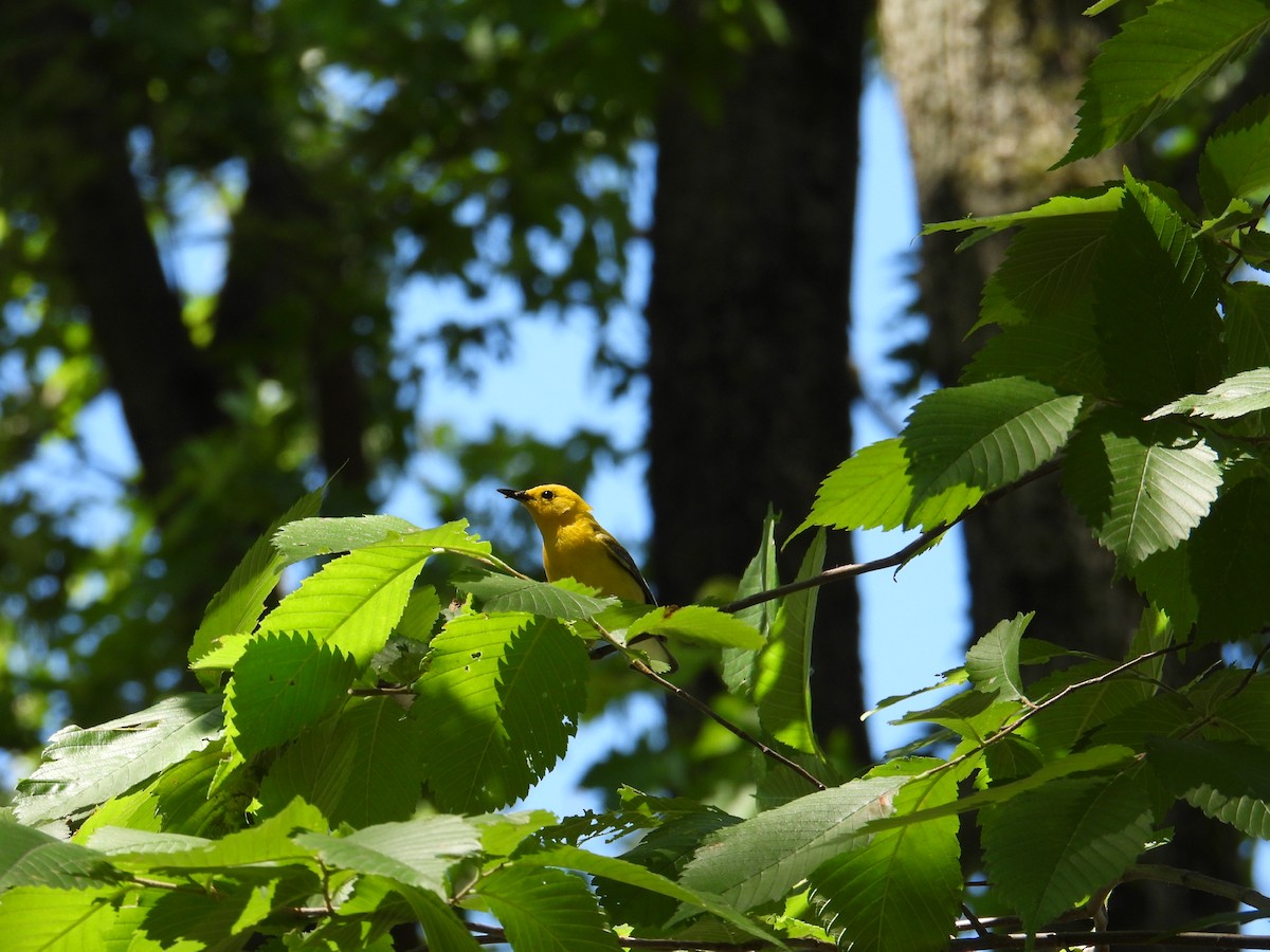Prothonotary Warbler - ML463074681