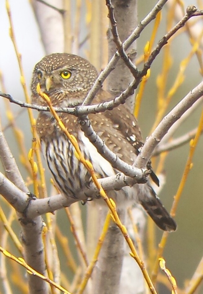 Northern Pygmy-Owl - ML46307541