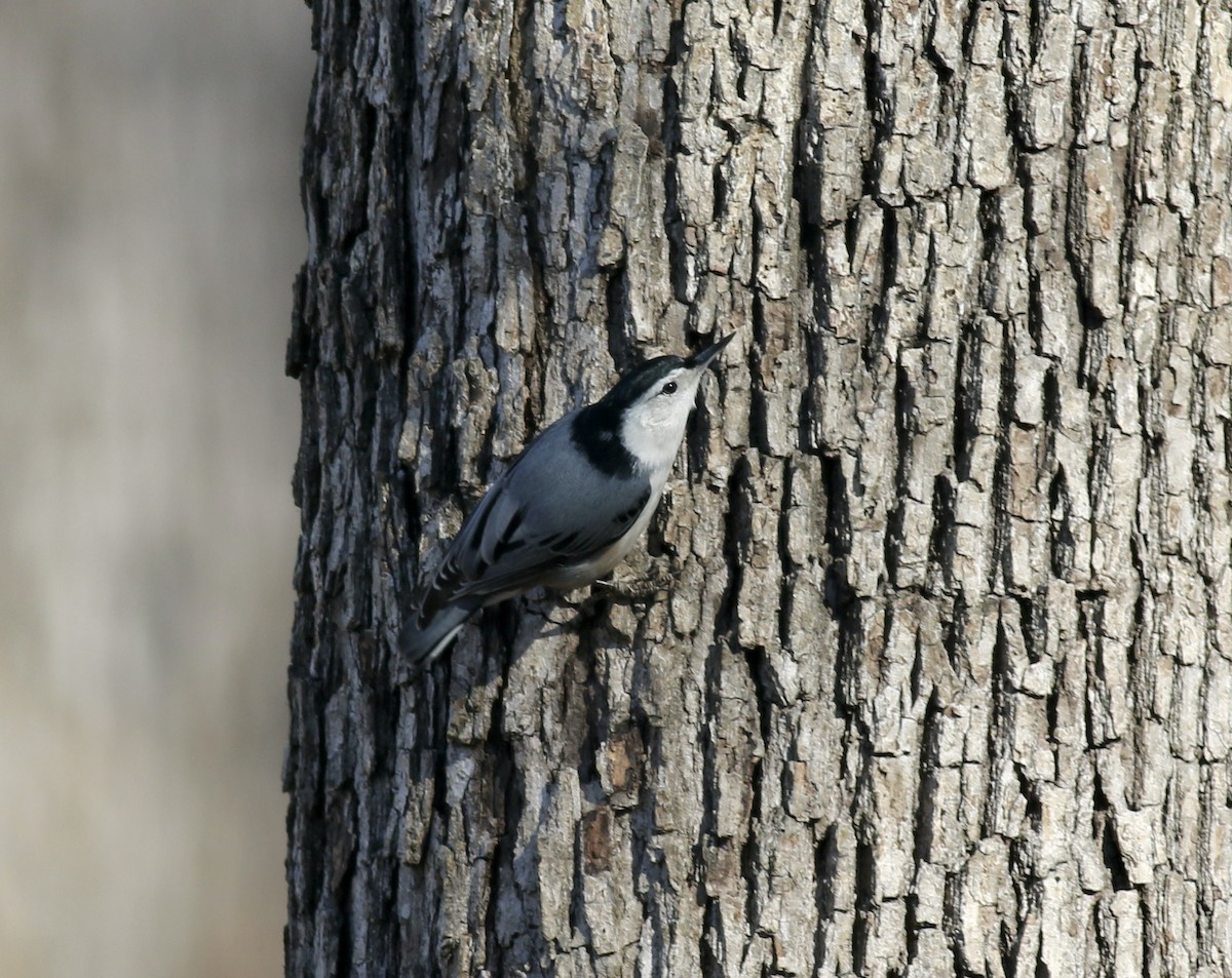 White-breasted Nuthatch - ML463079081