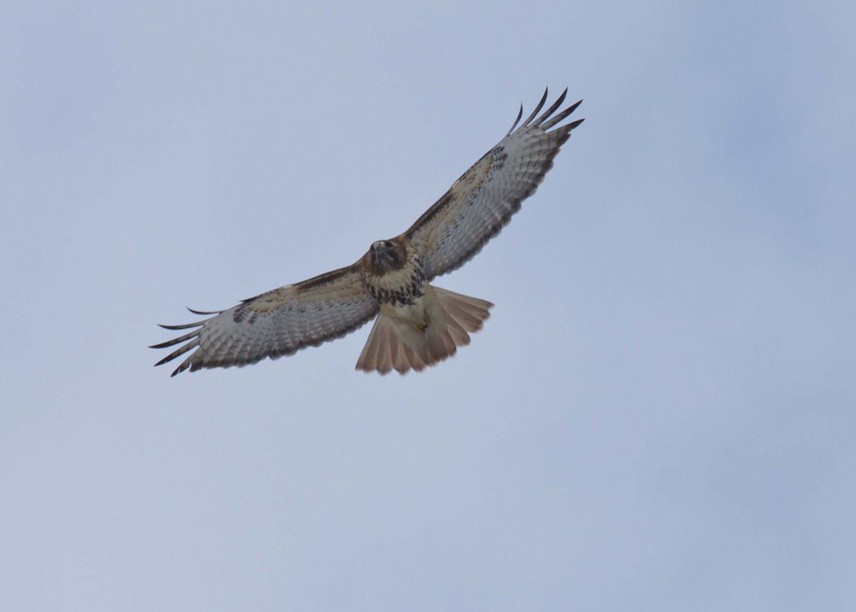 Red-tailed Hawk - ML46307981