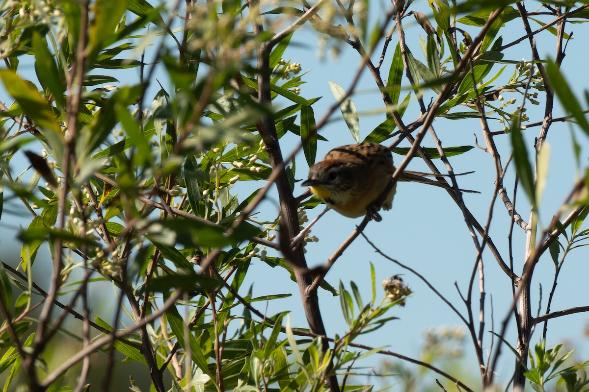 Chotoy Spinetail - ML463086951