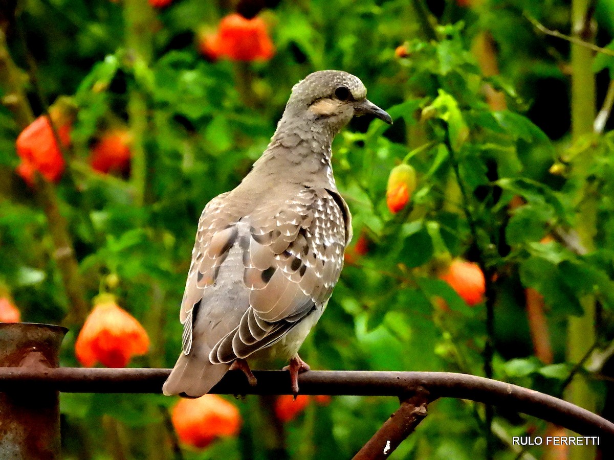Spot-winged Pigeon - ML463087501