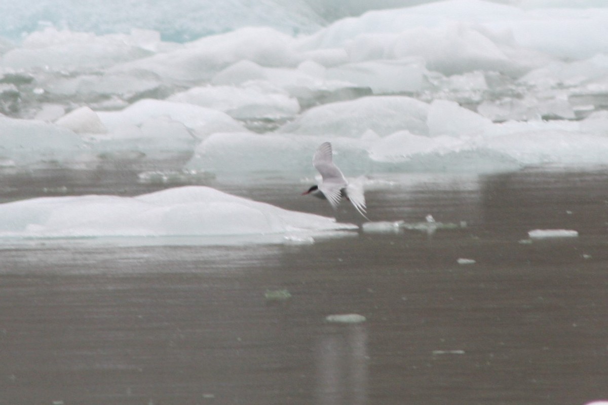 Arctic Tern - ML463087801