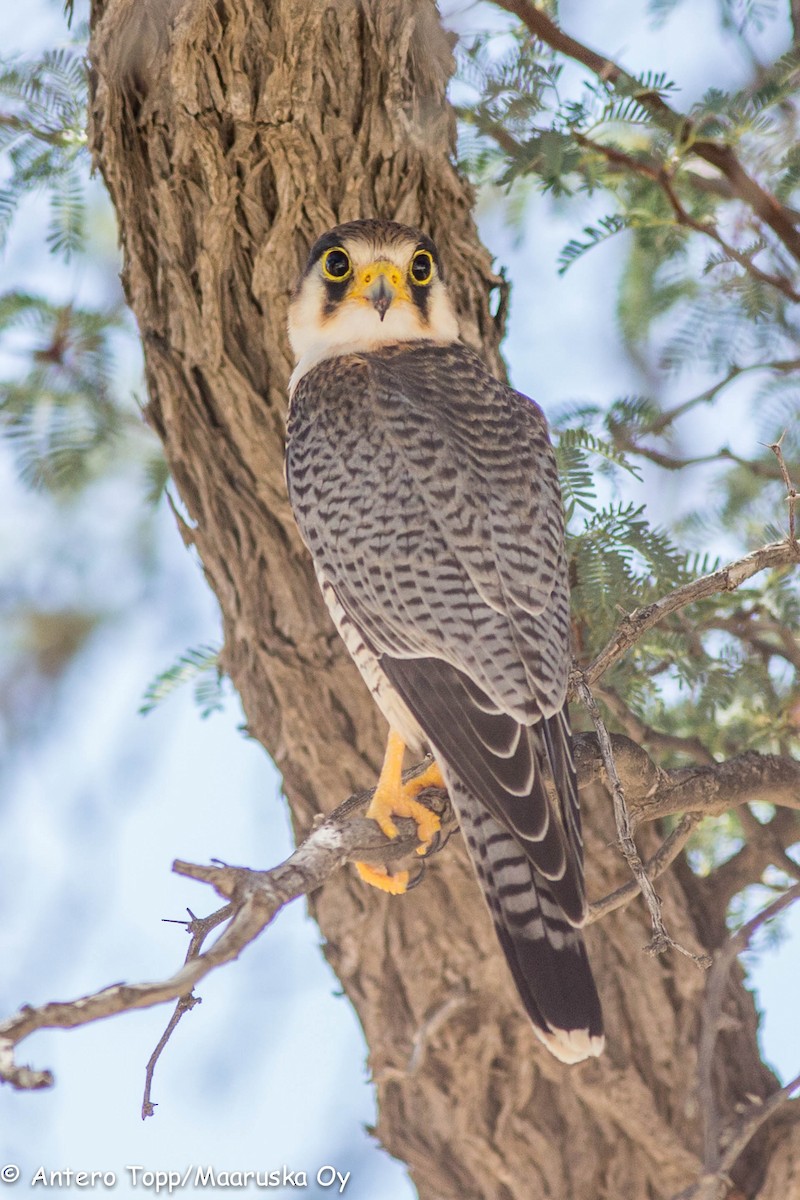 Red-necked Falcon - ML46308921