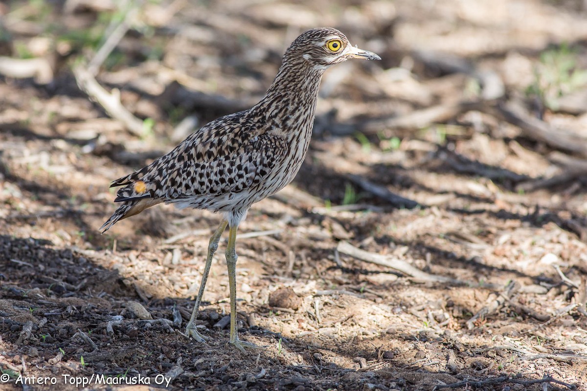Spotted Thick-knee - ML46309071