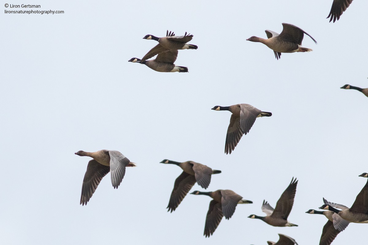Pink-footed Goose - ML46309171